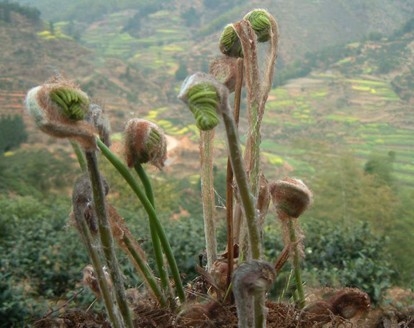 清荣俊茂和不慕荣利的荣的意思-清荣俊茂,良多