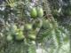 Torreya grandis fruit