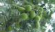 Torreya grandis fruit