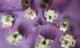 门碰珠