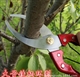 Garden shears