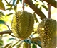 Durian